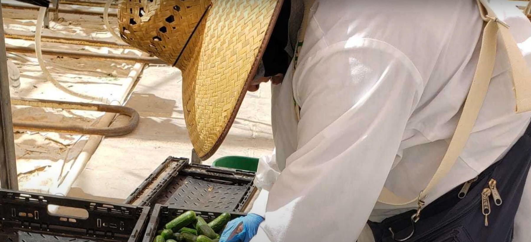 farmworker packing vegetables