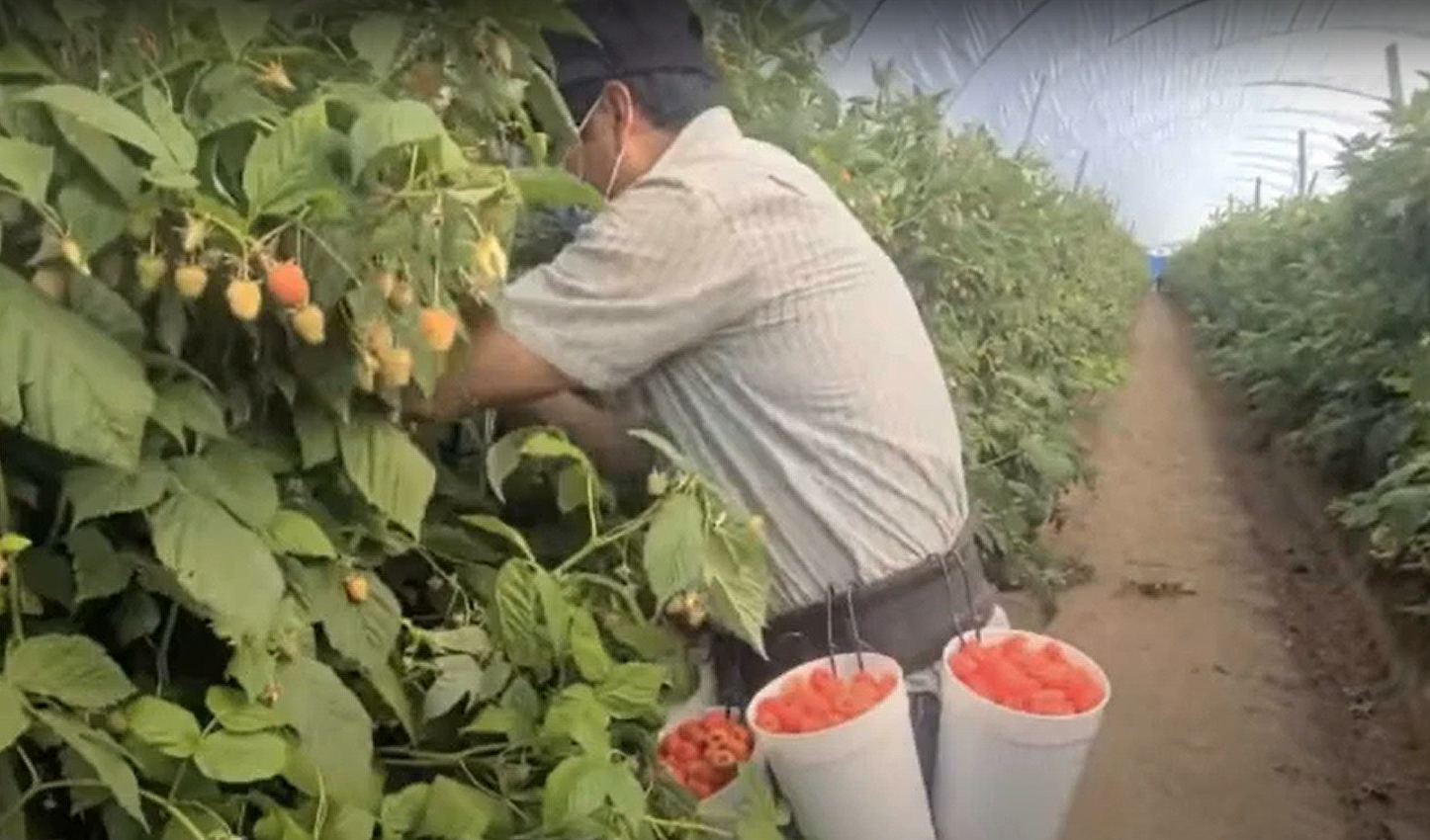 farmworker picking berries