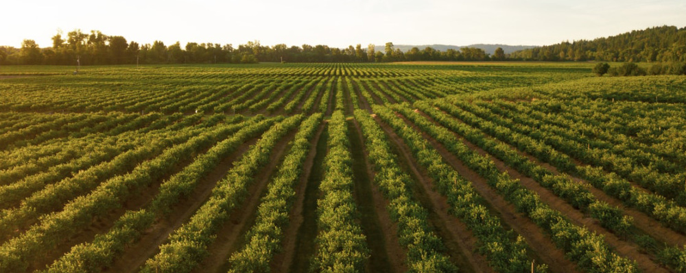 An image for Agricultural Pesticide Use Near Public Schools in California