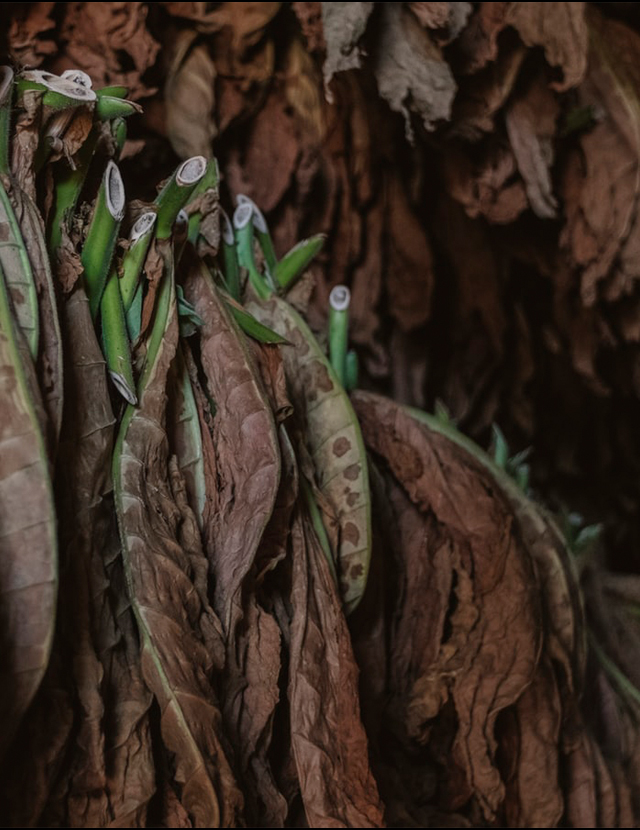 Image for The Economic Cost of Smoking and Smoking-Related Diseases on Female Farmers