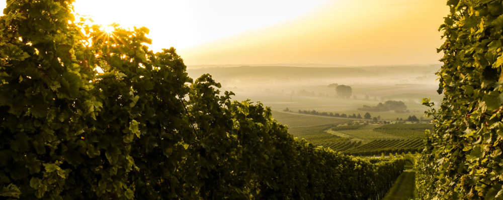 grape vineyard