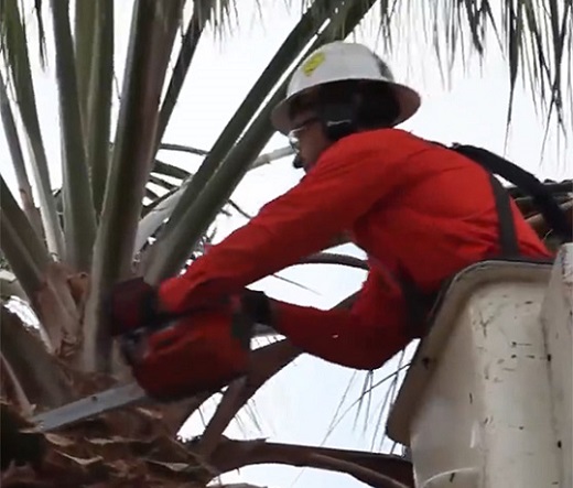 Worker in a white hat and orange shirt trimming a palm tree following safety protocol