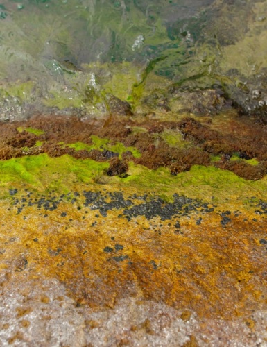 Algae bloom in water. Photo by Anton Darius on Unsplash