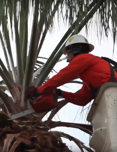 Worker safely trimming palm fronds