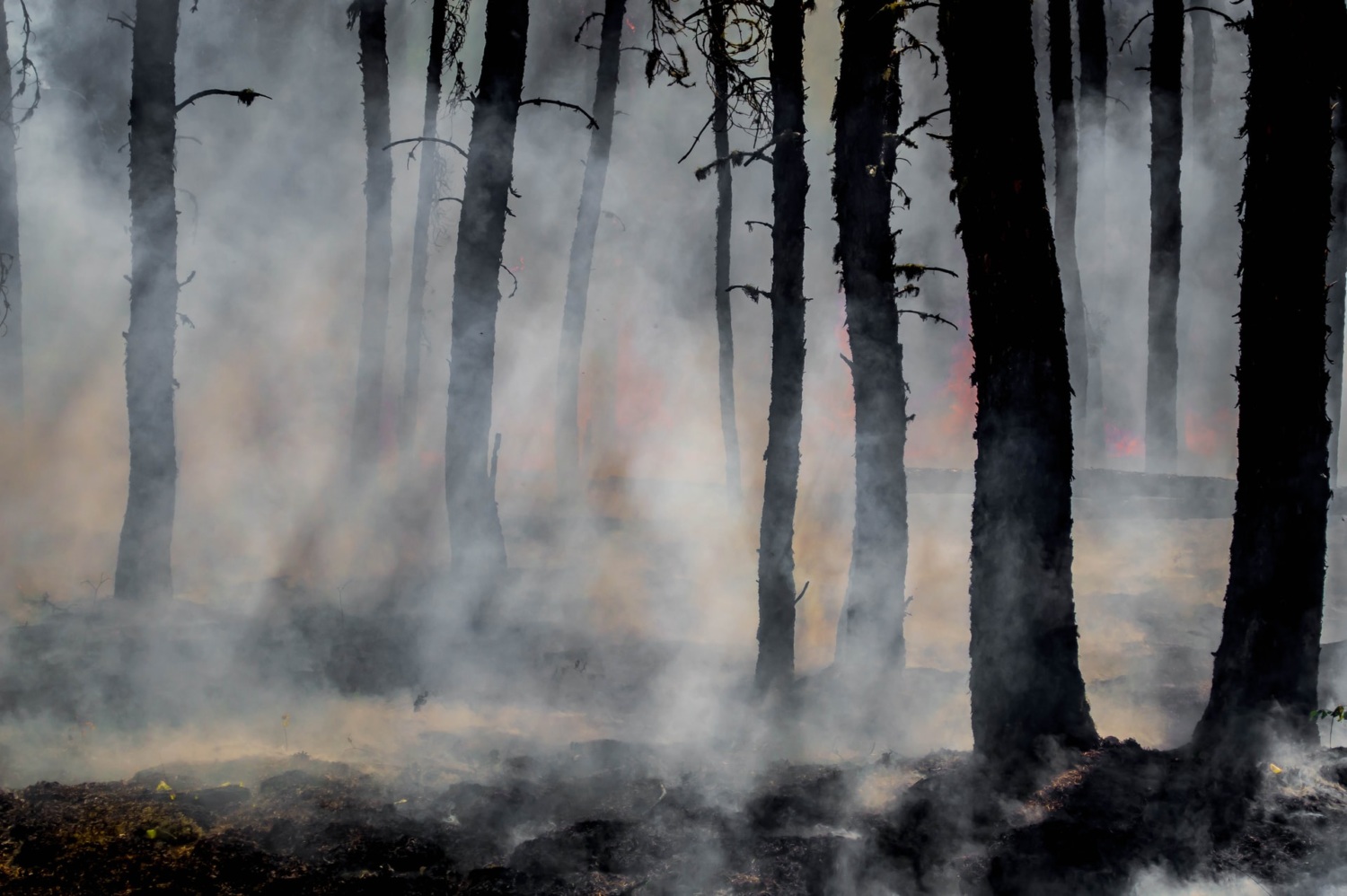 dark, thin trees in a smoky forest