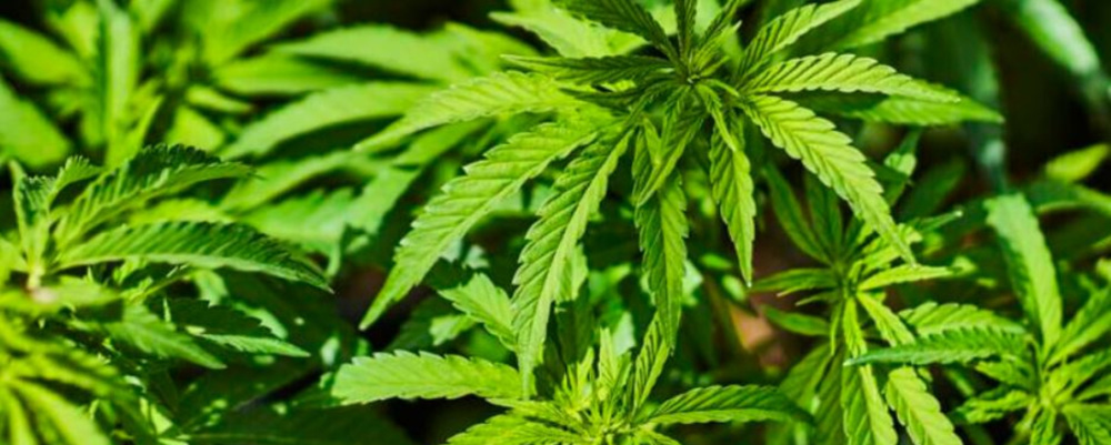 green growing cannabis leaves