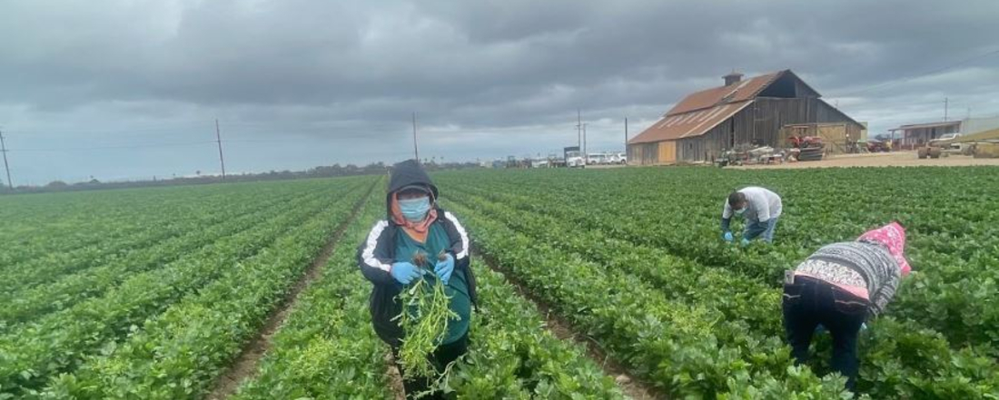 Farmworkers in a field on a hazy, cloudy day, one facing the camera in a mask