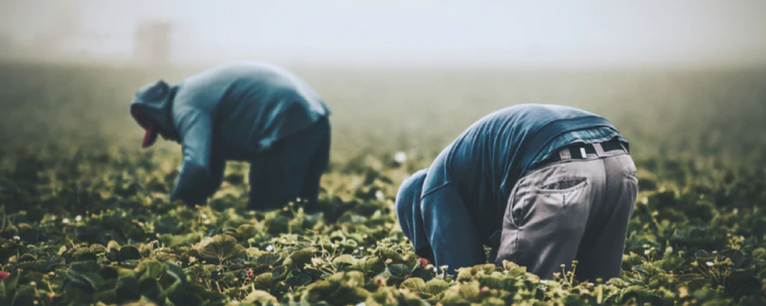 Two farmworkers stooped in a field on a hot, hazy day
