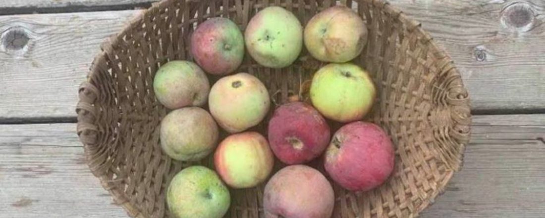 Gravenstein apples in a wicker basket on a picnic table