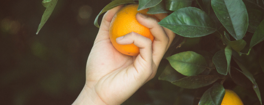 a hand picking an orange from a tree