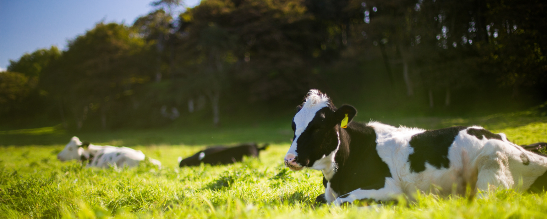 three cows lying down in a green, grassy field