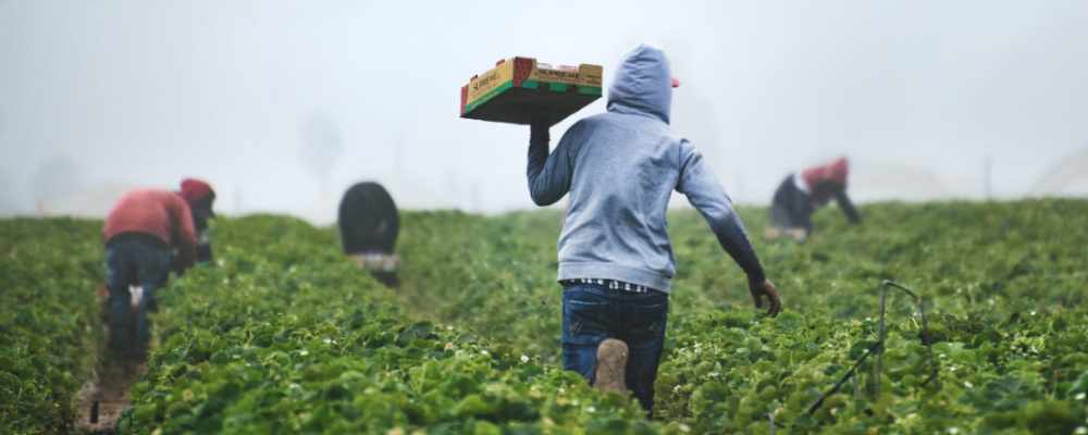 Farmworkers in a strawberry field on a hazy, hot day