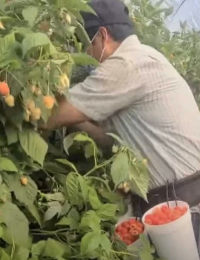 a farmworker with buckets full of berries picking in a row