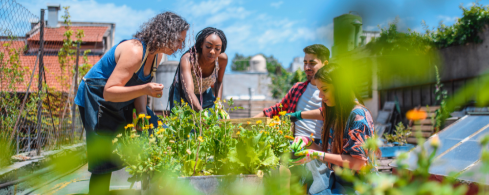 People farming together at an urban garden