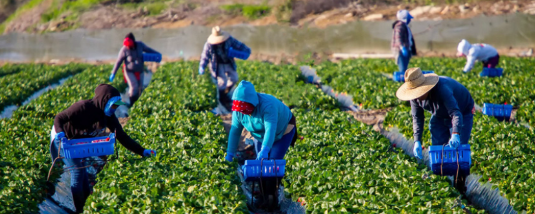 Farmworkers harvesting in the fields