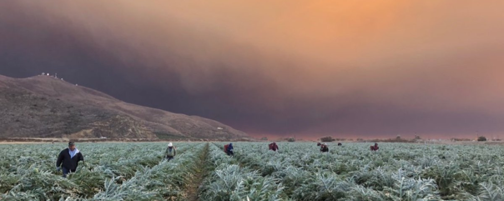 Farmworkers in Oxnard, California, continue to labor underneath dark smoke from the Hill and Woolsey fires burning to the south. (Photo: Stephanie Rodriguez/Courtesy of CAUSE)