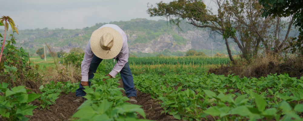 Farmworker working in a field