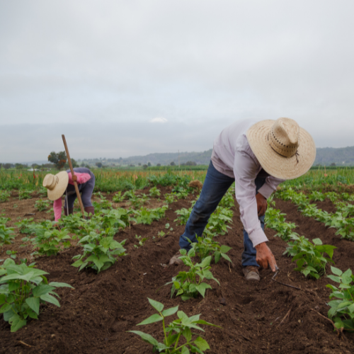 Farmworkers in a field