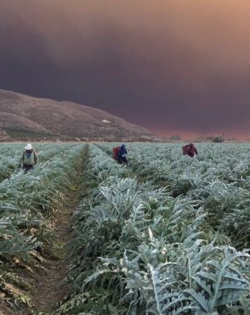Farmworkers in Oxnard, California, continue to labor underneath dark smoke from the Hill and Woolsey fires burning to the south. (Photo: Stephanie Rodriguez/Courtesy of CAUSE)
