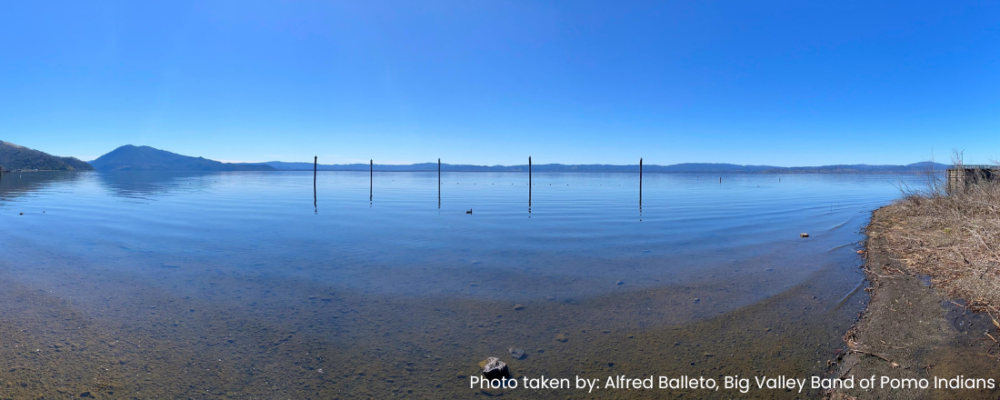 picture of algal blooms in Clear Lake