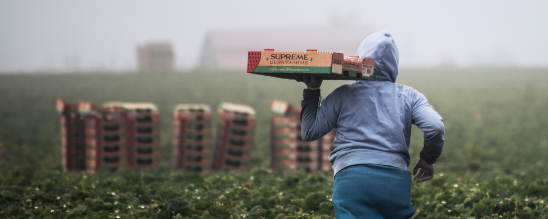 Farmworker working in a field, carrying a tray of berries
