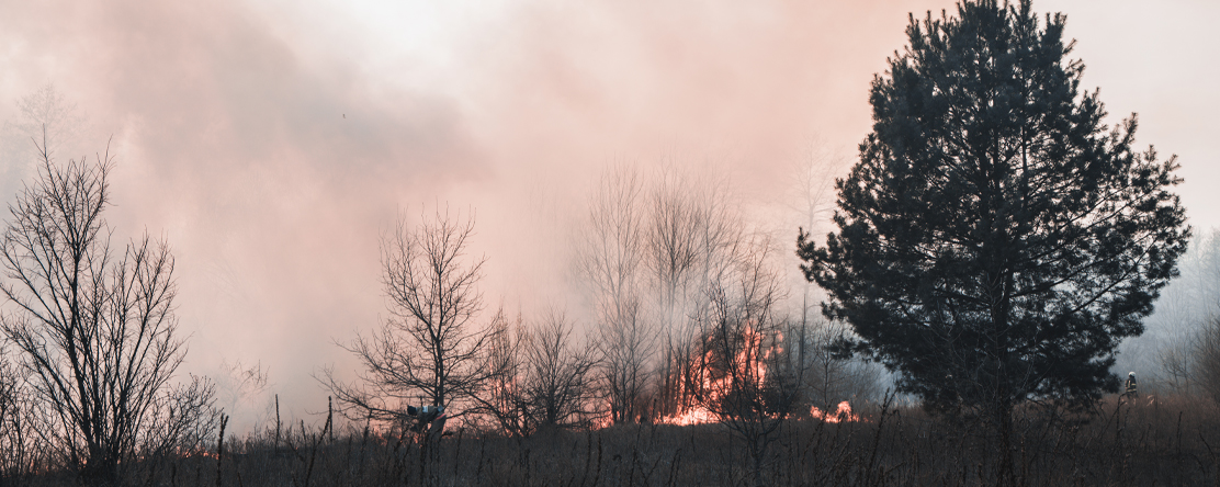 wildfire in forest