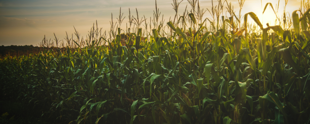 field of corn with the sun setting in the background