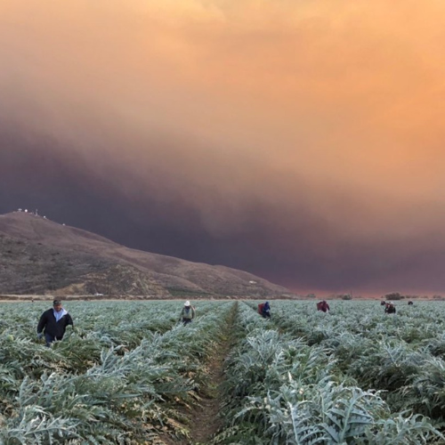Farmworkers in a field, working through wildfire smoke and smog