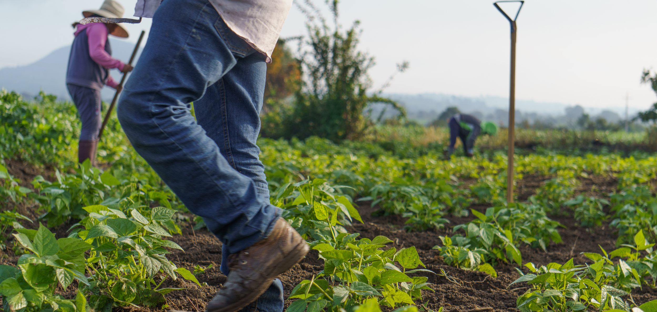 Farmworkers in a field