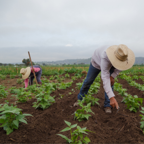 Two farmworkers, working in a field against the backdrop of a hazy smoggy sky