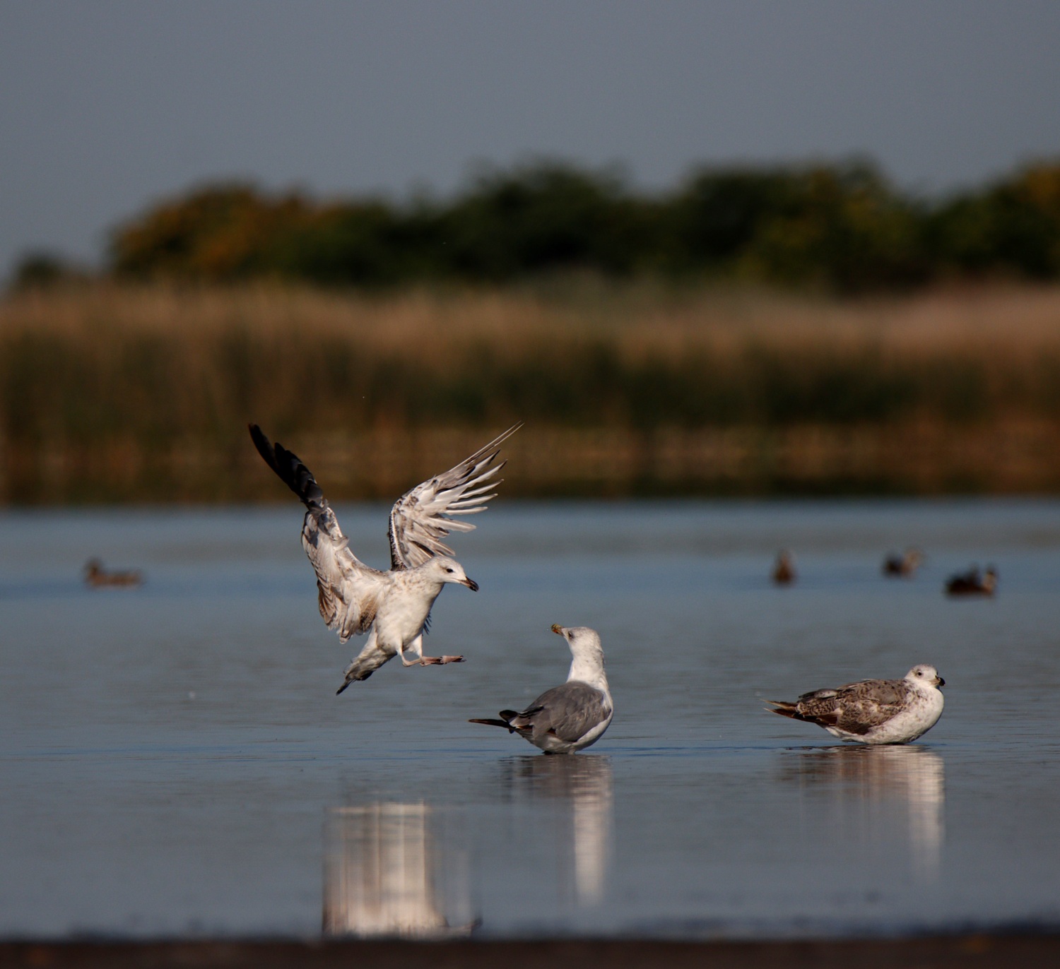 Birds near a lake