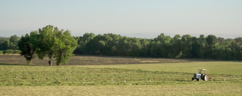 rural farm