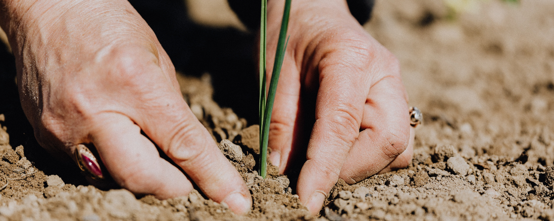 farmer harvesting crop in the ground