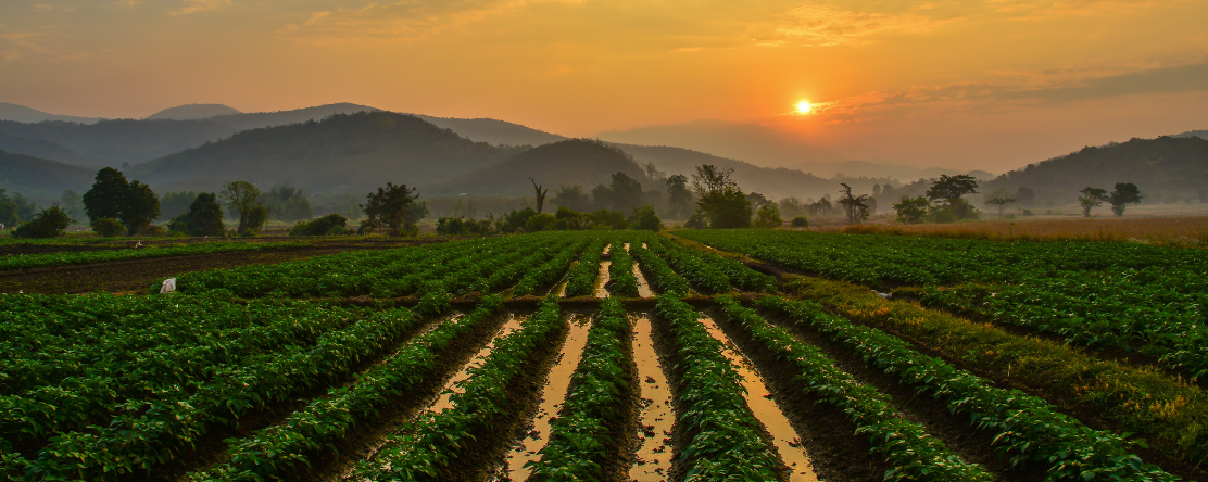 row of crops during sunset