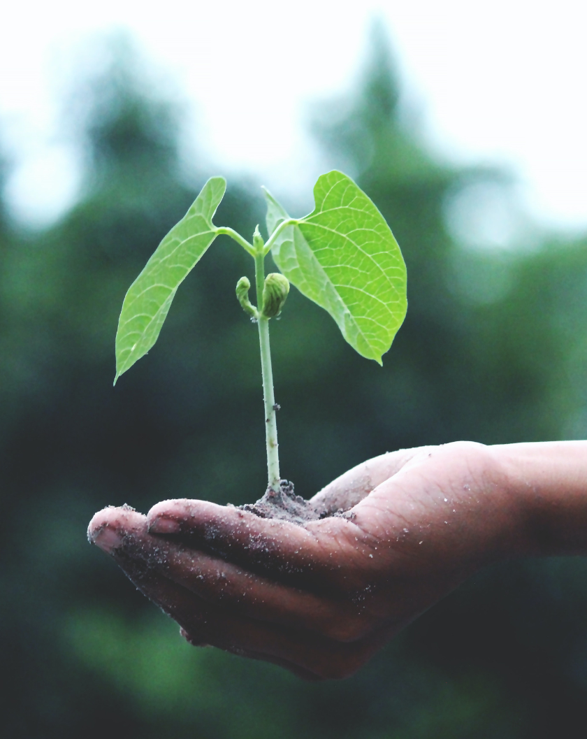 child holding small plant that's growing in soil with their hand