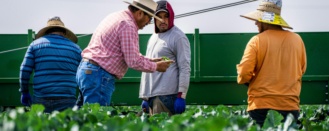 four farmworkers in the field