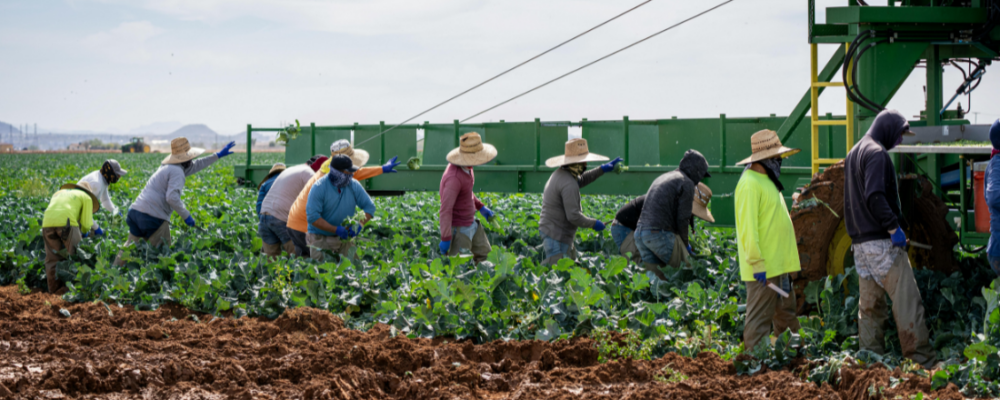 farmworkers harvesting a field