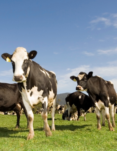 Cows in a field