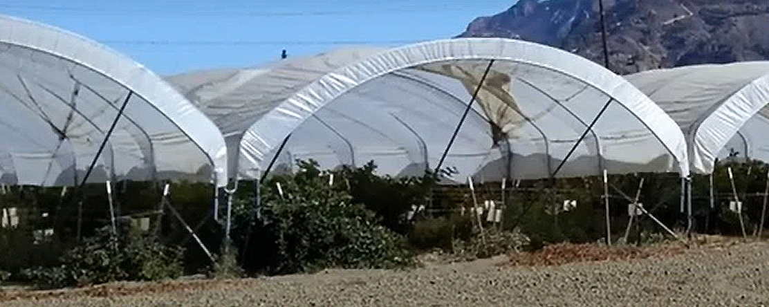 polytunnels for farming