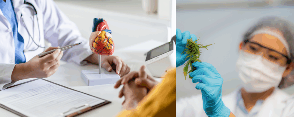 doctor holding cannabis and doctor with a model of a heart