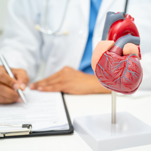 doctor taking notes next to an anatomically correct model of heart