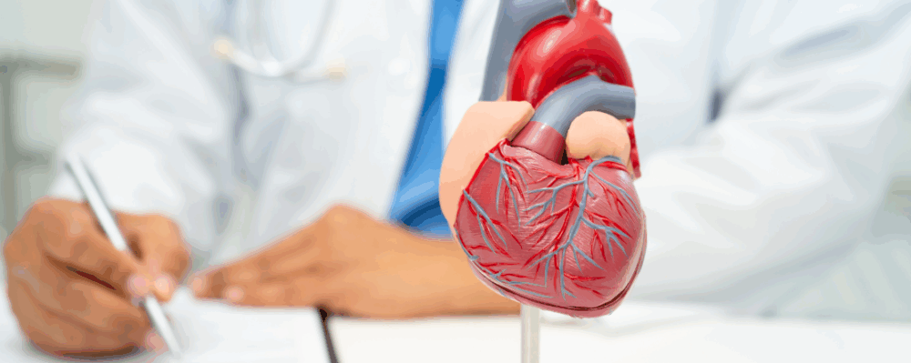doctor writing on paper with anatomically correct model of a heart