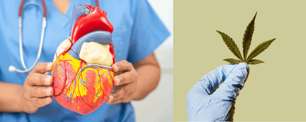 photo of a doctor with anatomically correct model of a heart and hand holding cannabis