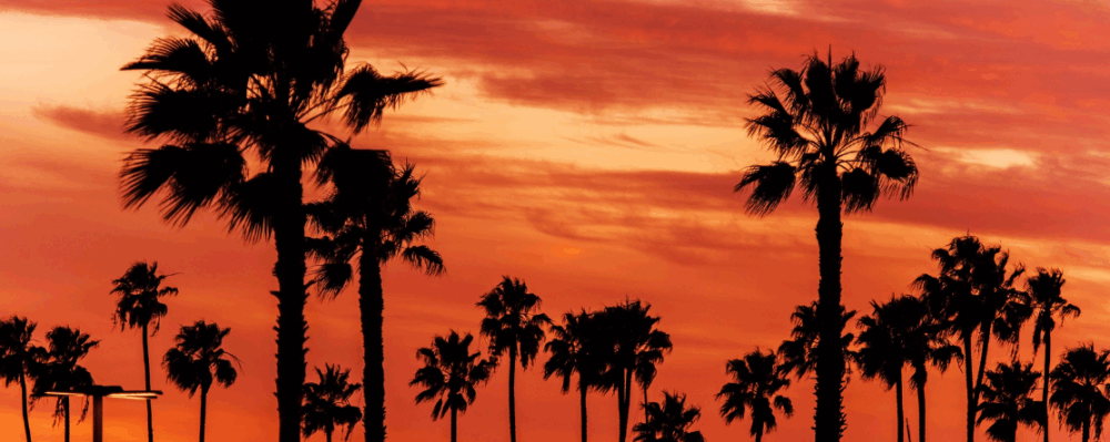 hot summer sky behind palm trees
