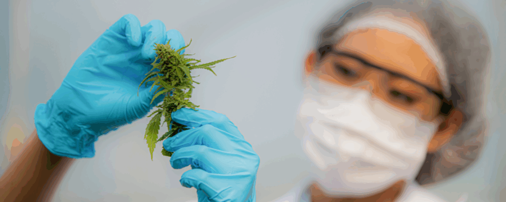 person doing research on cannabis